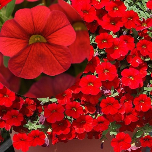 Calibrachoa Calita® 'Red' - Puispetuunia Calita® 'Red' P9/0,55L